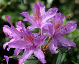 Rhododendron Flower