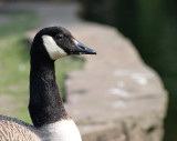 Canada Goose