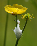 Cuckoo Spit on a Buttercup