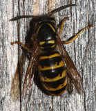 Common Wasp