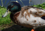 Mallard