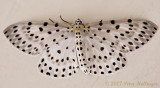 Spotted Moth