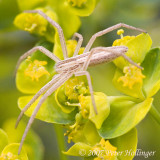 Slim Spider on Spurge