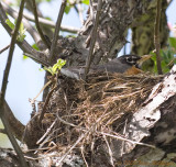Robin on her Nest