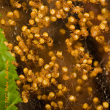 Baby Spiders