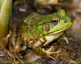 Green Frog