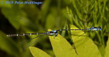 Mating Spreadwing Damselflies