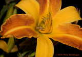 Spring Peeper in a Daylily