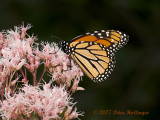 Monarch on Eupatorium