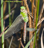 Dragonfly Teneral