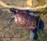 Painted Turtle