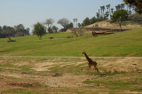 Photo Caravan - African plains