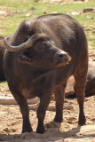 Photo Caravan - Cape Buffalo