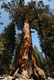 The Grizzly Giant - stitched panorama photo