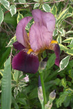 Purple iris