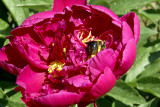 Red Peony, with Bumblebee