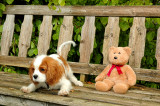 Meeting Ozzy in Askøy island