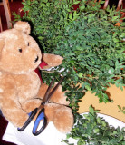 Im helping to prepare the little branches of myrtle...