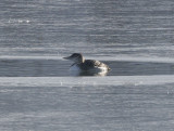 Yellow-billed Loon