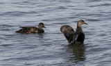 American Black Duck