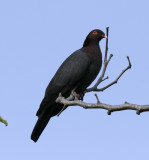 Scaly-naped Pigeon