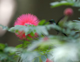 Antillean Crested Hummingbird
