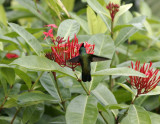 Antillean Crested Hummingbird