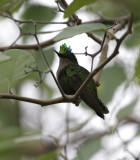Antillean Crested Hummingbird