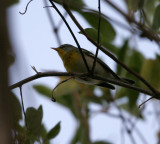 Northern Parula