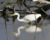 Great Egret