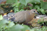 Zenaida Dove