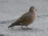 Zenaida Dove