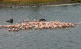 Greater and Lesser Flamingo