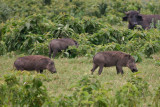 Warthogs