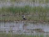 Golden-Plover, Pacific or American?