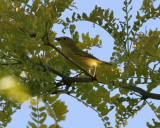 Yellow Warbler