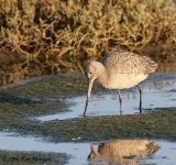 Marbled Godwit