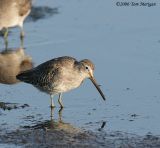 Long-billed Dowicher