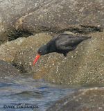 Black Oystercatcher