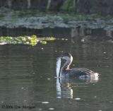 Eared Grebe caught something big