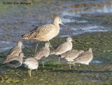 Dowichers and a Godwit
