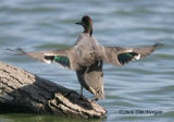 Green-winged Teal with wings spread