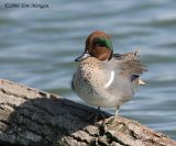 Green-winged Teal,male