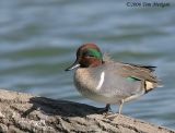 Green-winged Teal out of the water