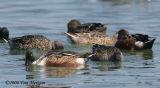 Northern Shovelers,male and female doing their desplay