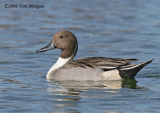 Northern Pintail,male