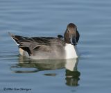 Northern Pintail,male