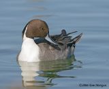 Northern Pintail,male