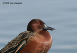 Cinnamon Teal,male