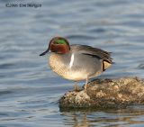 Green-winged Teal